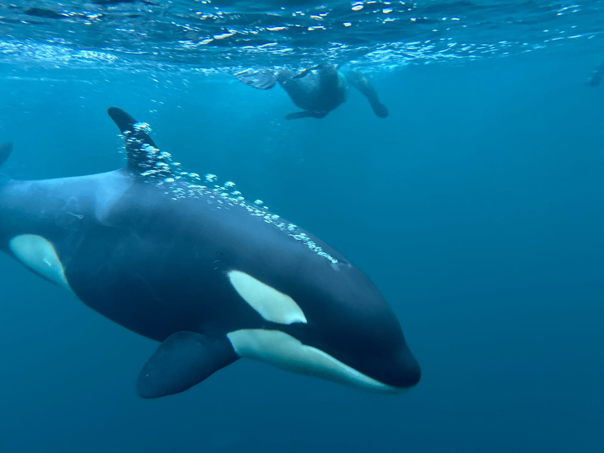 Orca swimming below a person floating at the surface.