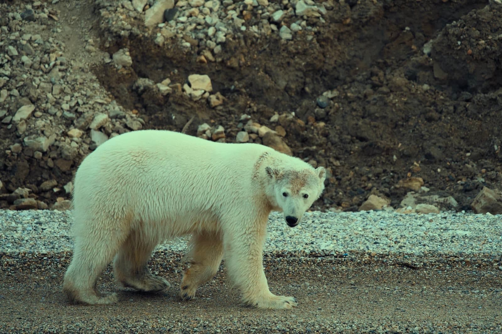 Polar bear walking across a rocky beach.