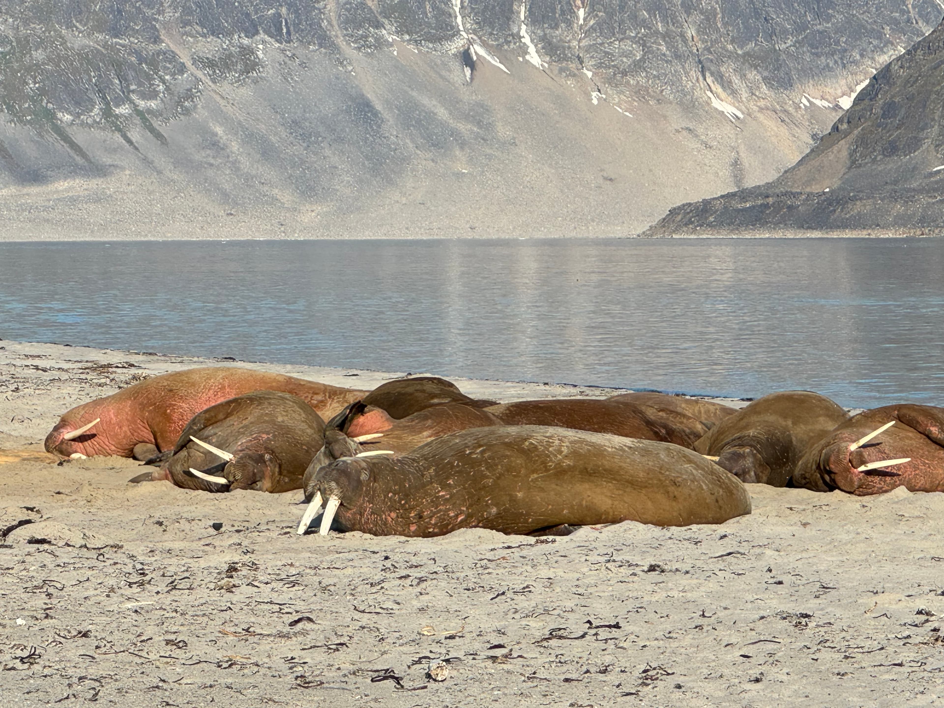 Group of walruses resting on a beach with snow-capped mountains in the distance.